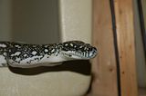 DiamondPython.jpg image by blackhillspythons