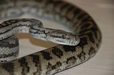 InlandCarpetPython.jpg image by blackhillspythons