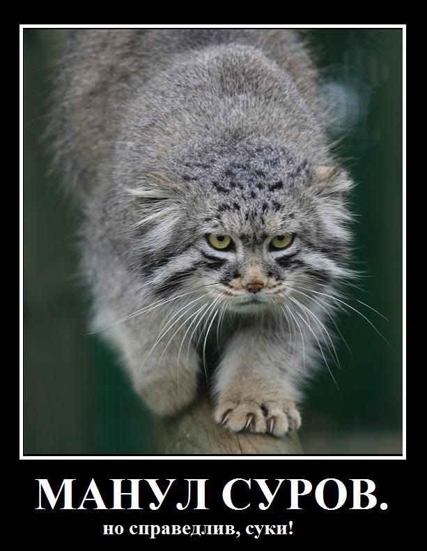 Научно-популярная статья о мануле: ru_manulomania — LiveJournal