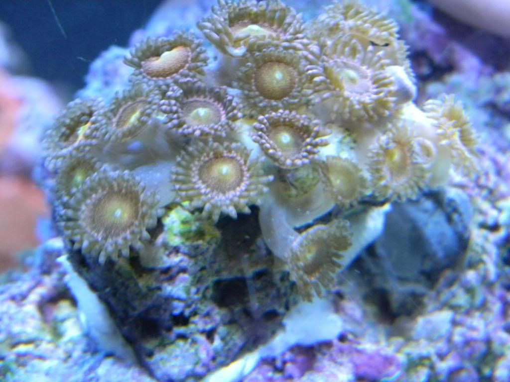 DSCN0916 - gabletts 220 starphire reef