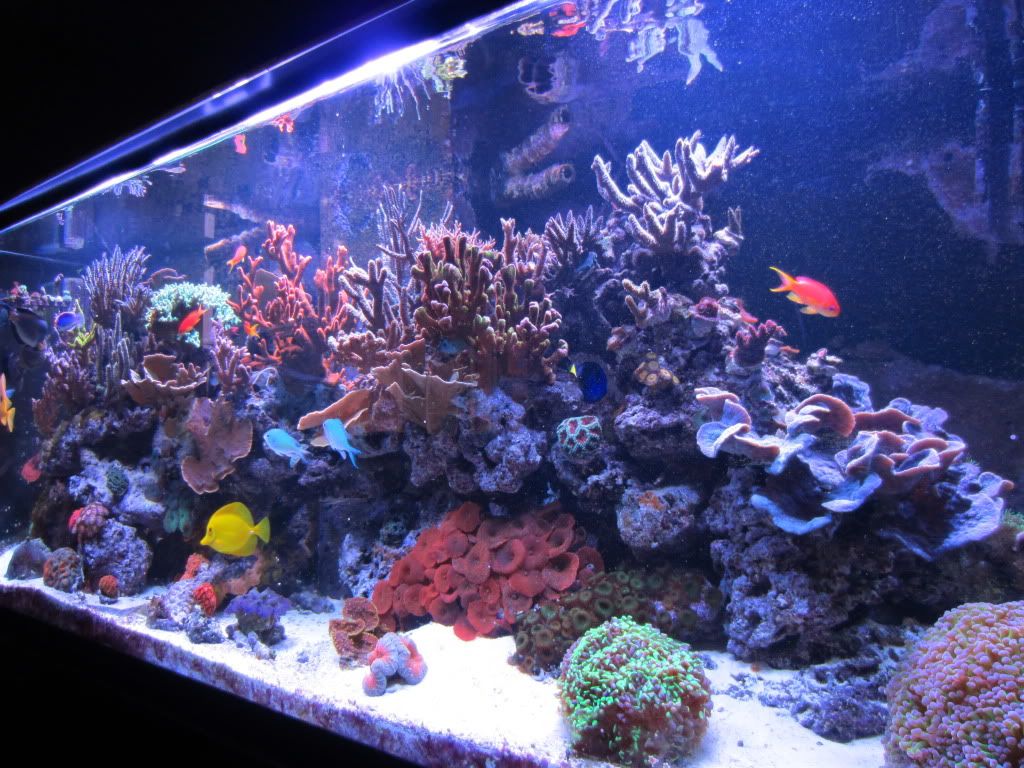 IMG 0124 - gabletts 220 starphire reef