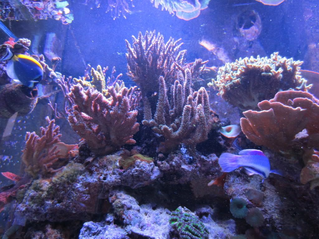 IMG 0126 - gabletts 220 starphire reef