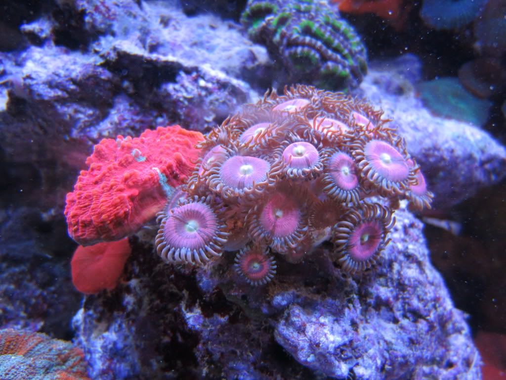 IMG 0129 - gabletts 220 starphire reef