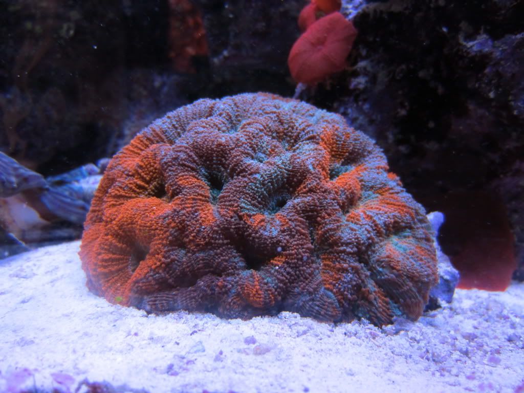 IMG 0131 - gabletts 220 starphire reef