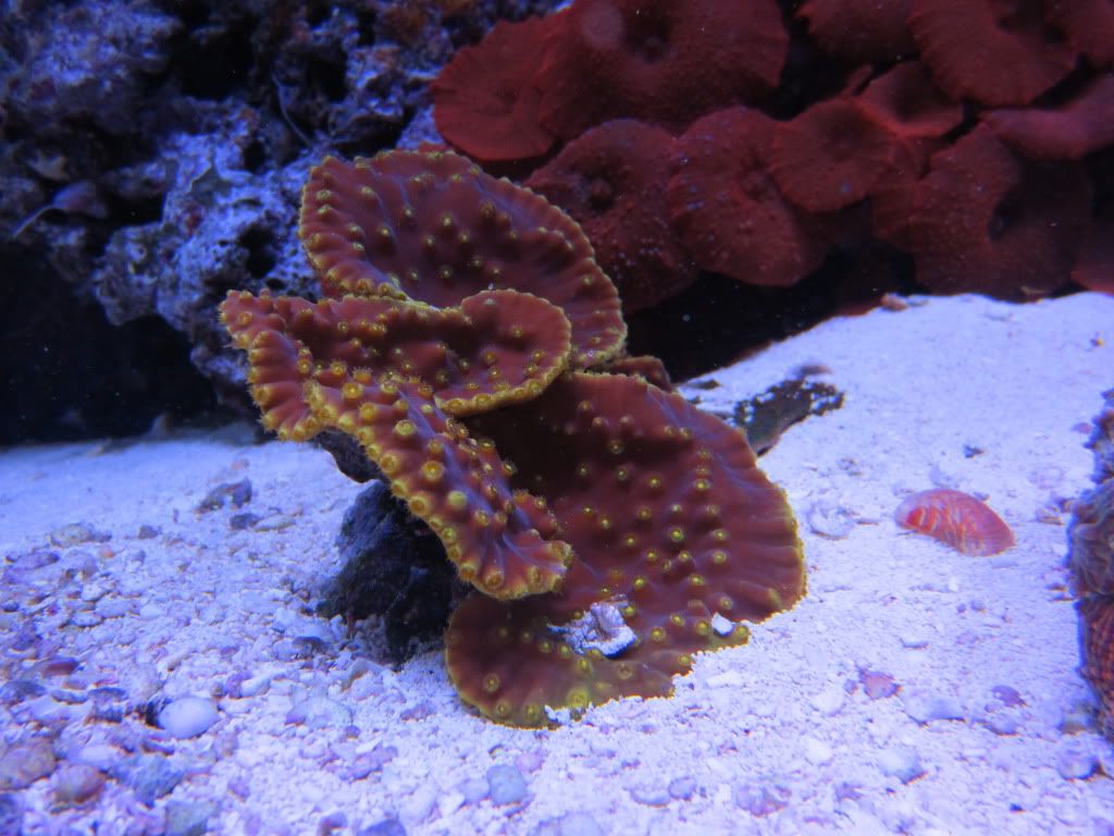 IMG 0133 - gabletts 220 starphire reef
