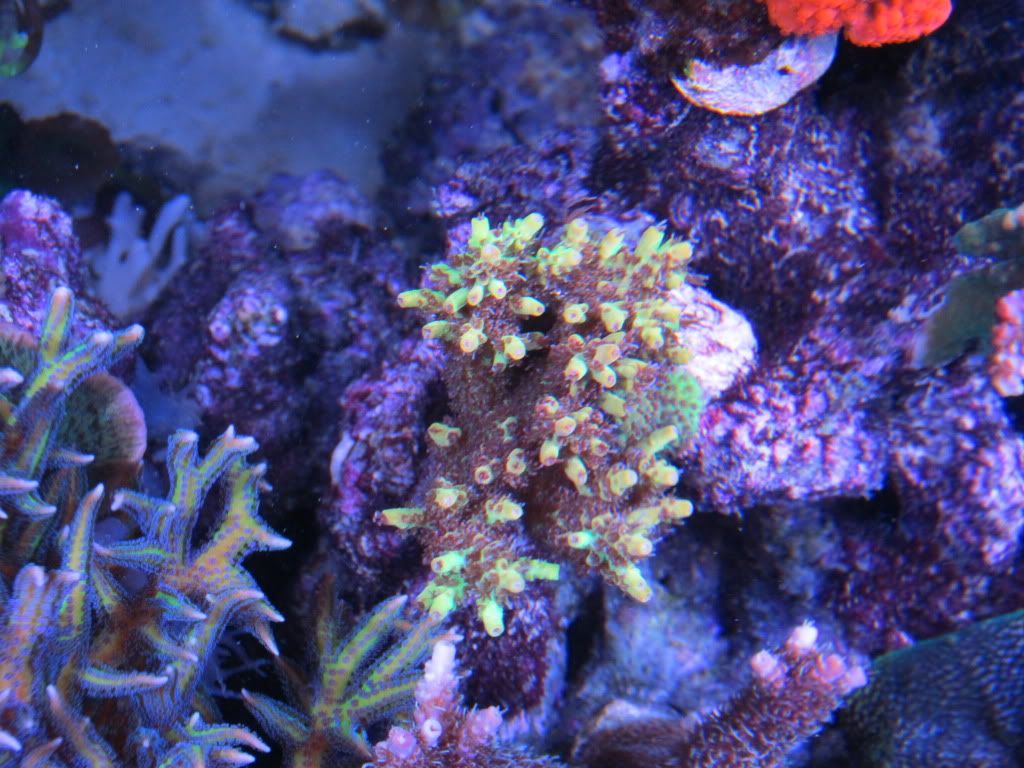 IMG 0143 - gabletts 220 starphire reef