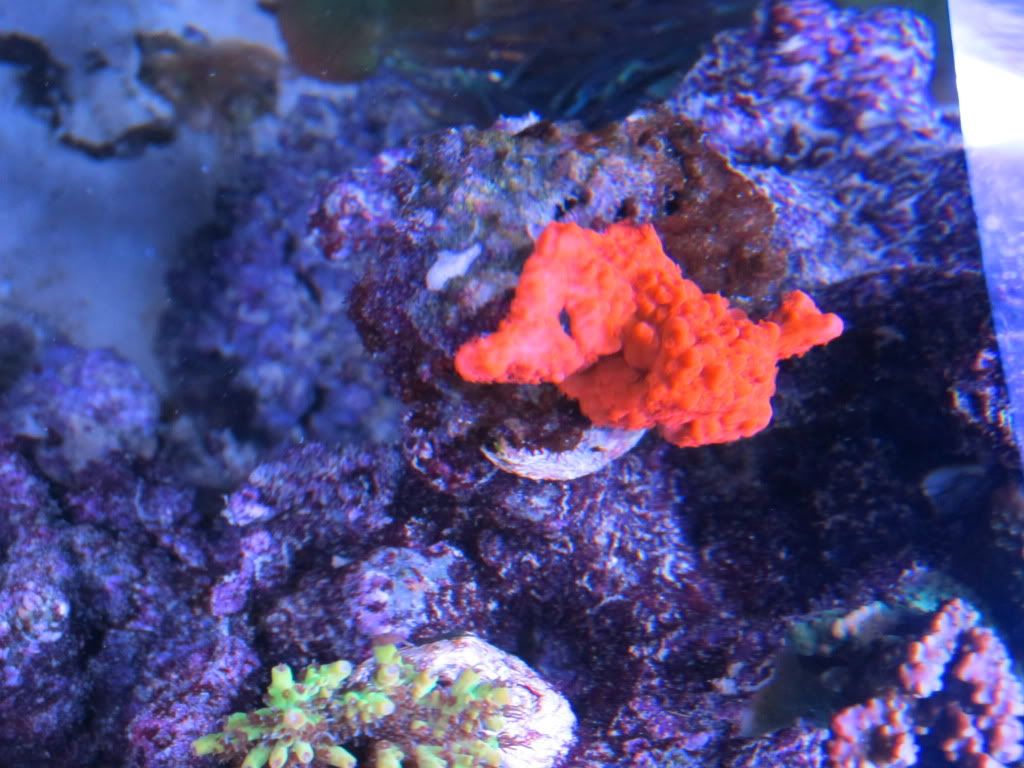 IMG 0144 - gabletts 220 starphire reef