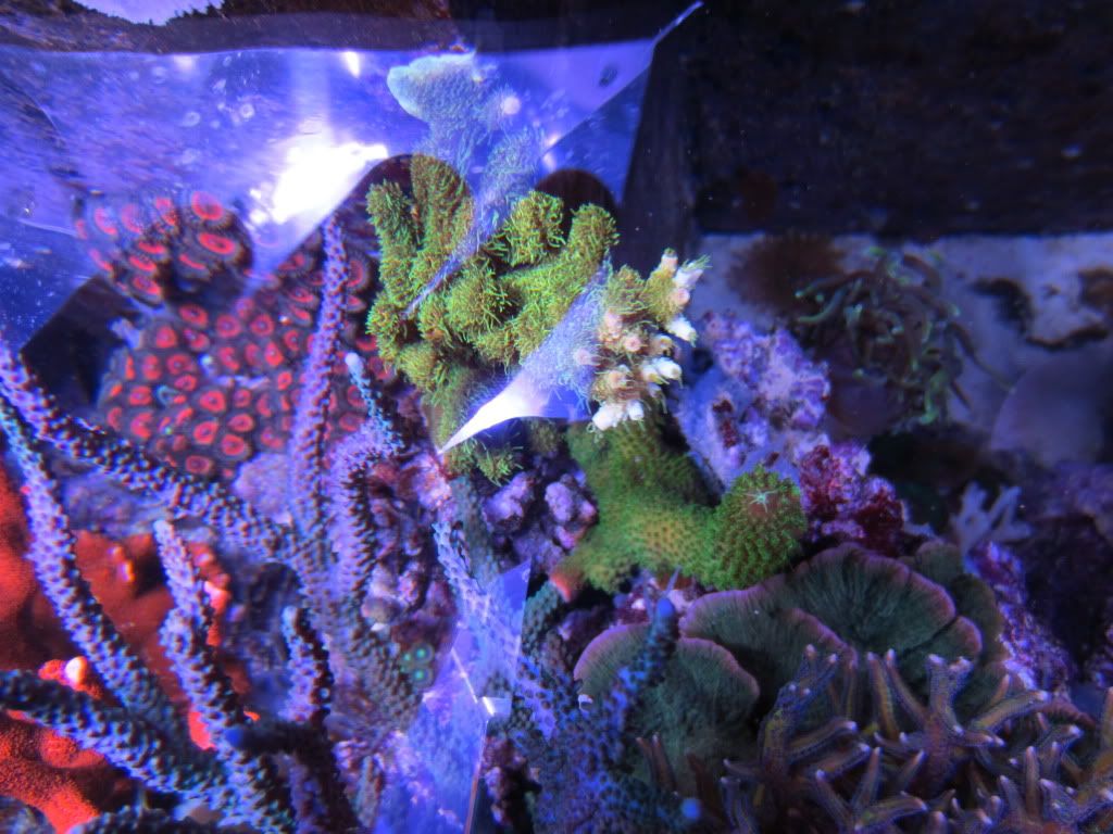 IMG 0146 - gabletts 220 starphire reef
