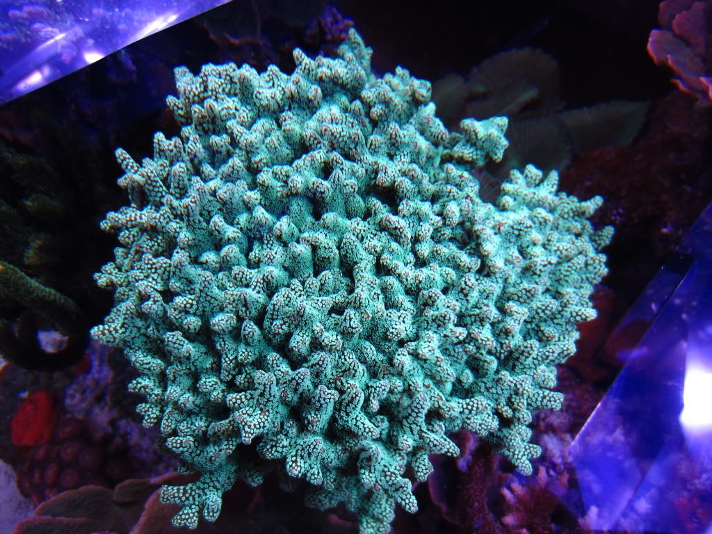 IMG 0152 - gabletts 220 starphire reef