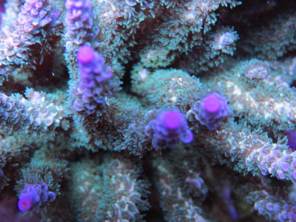 IMG 0157 - gabletts 220 starphire reef