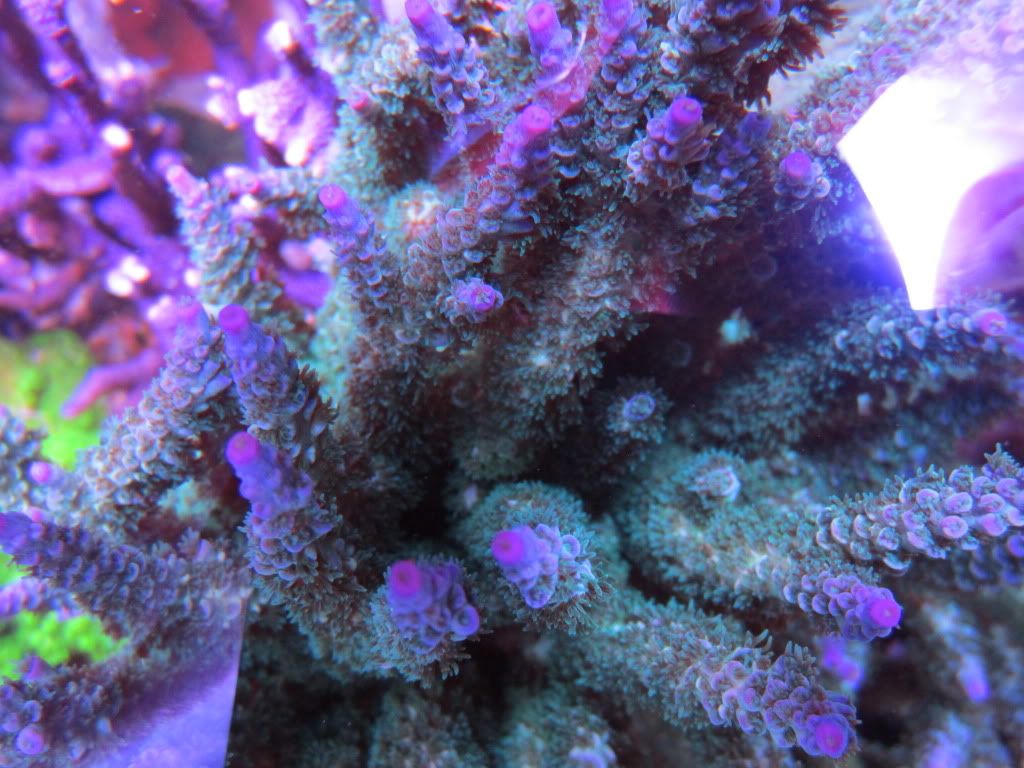 IMG 0159 - gabletts 220 starphire reef
