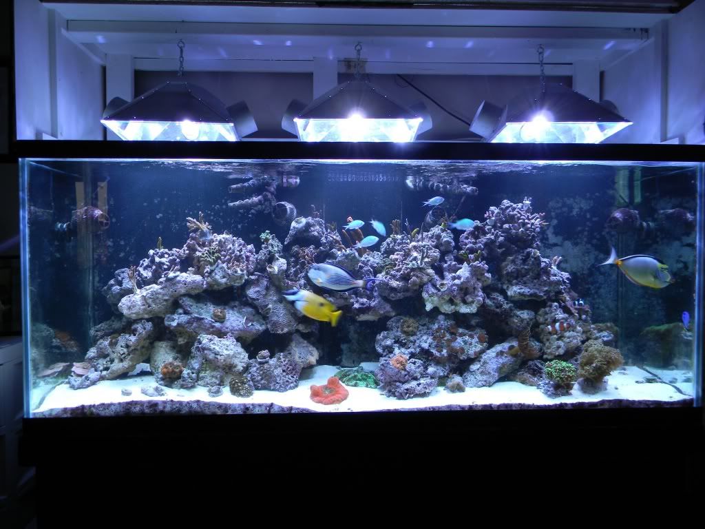 DSCN3022 - gabletts 220 starphire reef