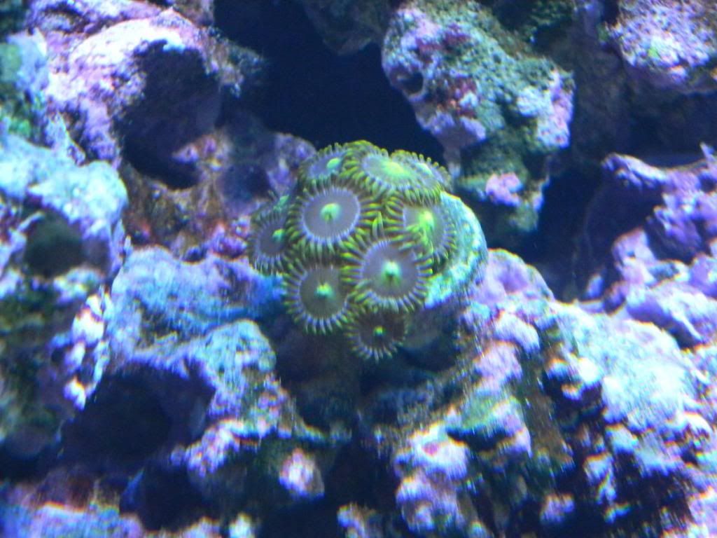 DSCN0705 - gabletts 220 starphire reef