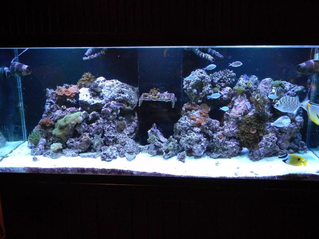 DSCN0709 - gabletts 220 starphire reef