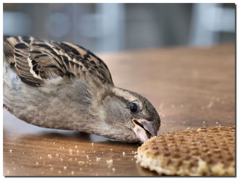 Fotografie