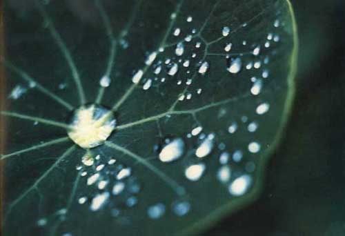 eames office poster/morning dew on a nasturtium leaf
