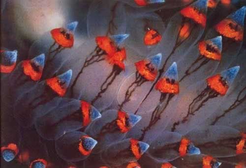 eames office poster/Nudibranch from the slide show TANKS(1970)