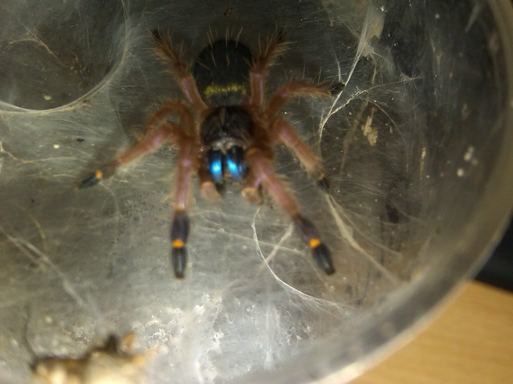 blue fang spider