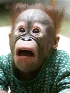 Aghast-Orangutan.jpg