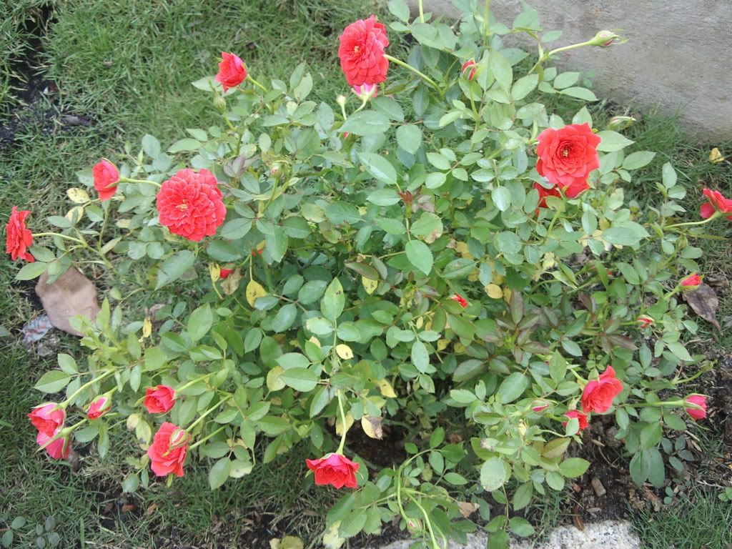 topic về những hình ảnh chụp bằng điện thoại di động - 6