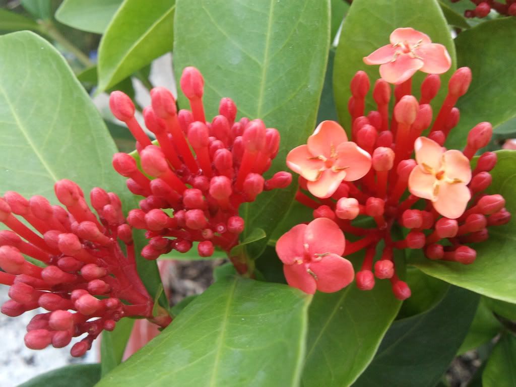 topic về những hình ảnh chụp bằng điện thoại di động - 5