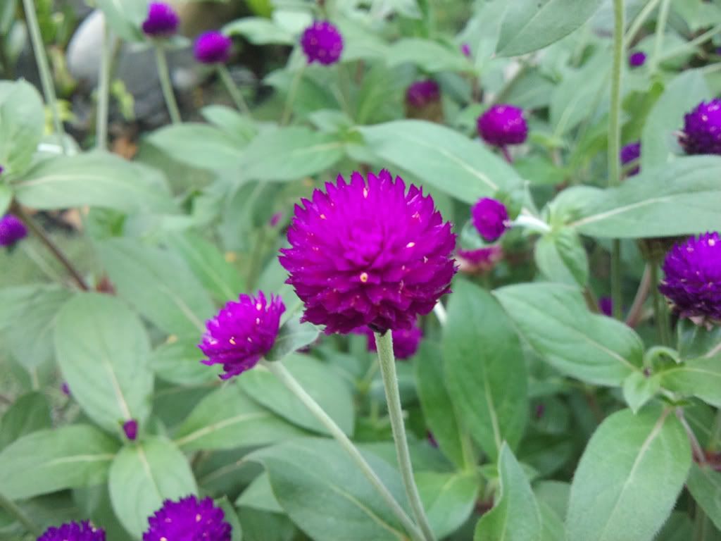 topic về những hình ảnh chụp bằng điện thoại di động - 3