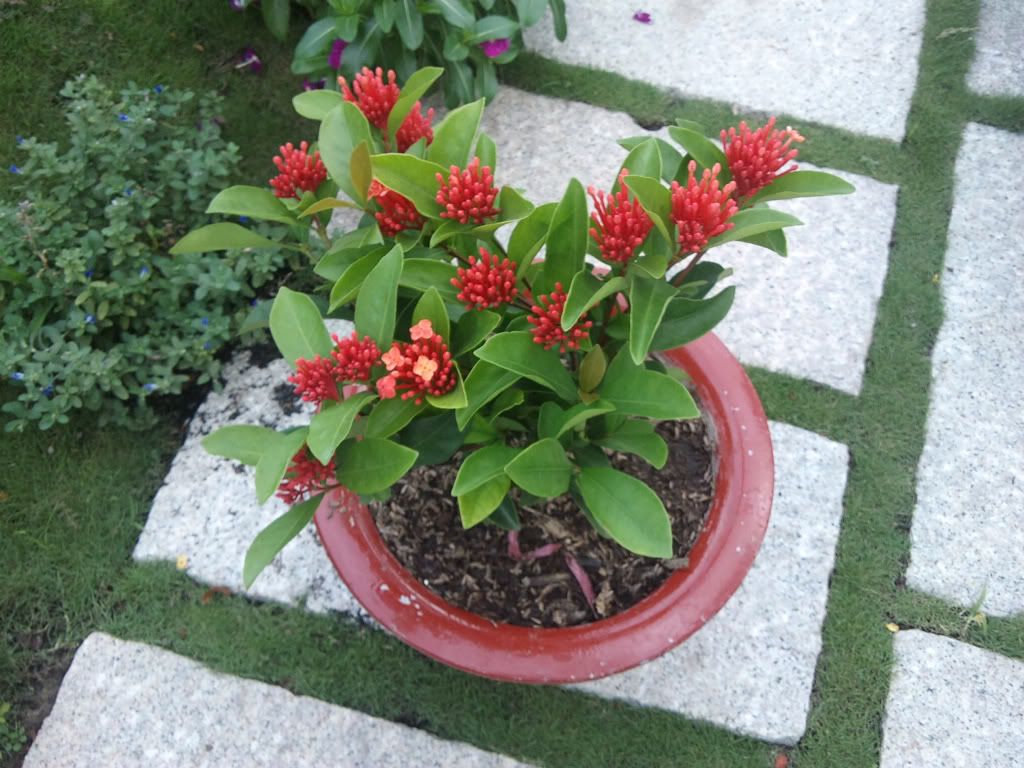 topic về những hình ảnh chụp bằng điện thoại di động - 4