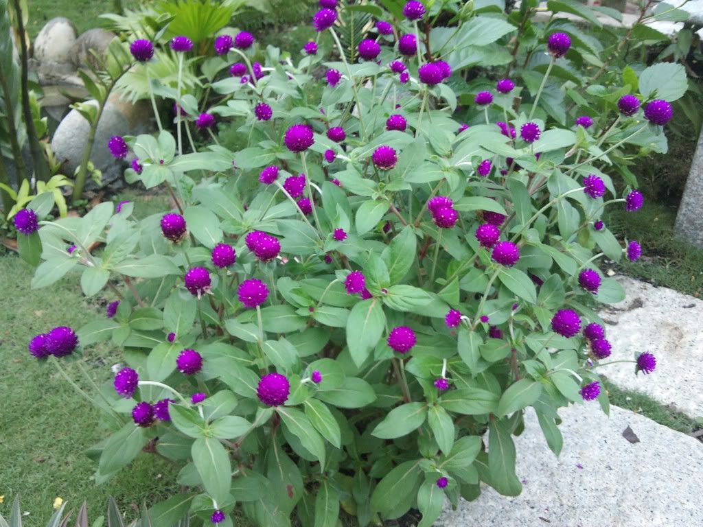 topic về những hình ảnh chụp bằng điện thoại di động - 2