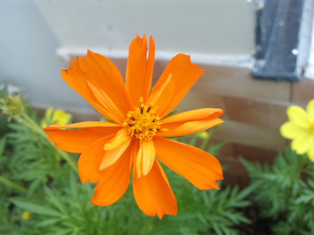 topic về những hình ảnh chụp bằng điện thoại di động - 1