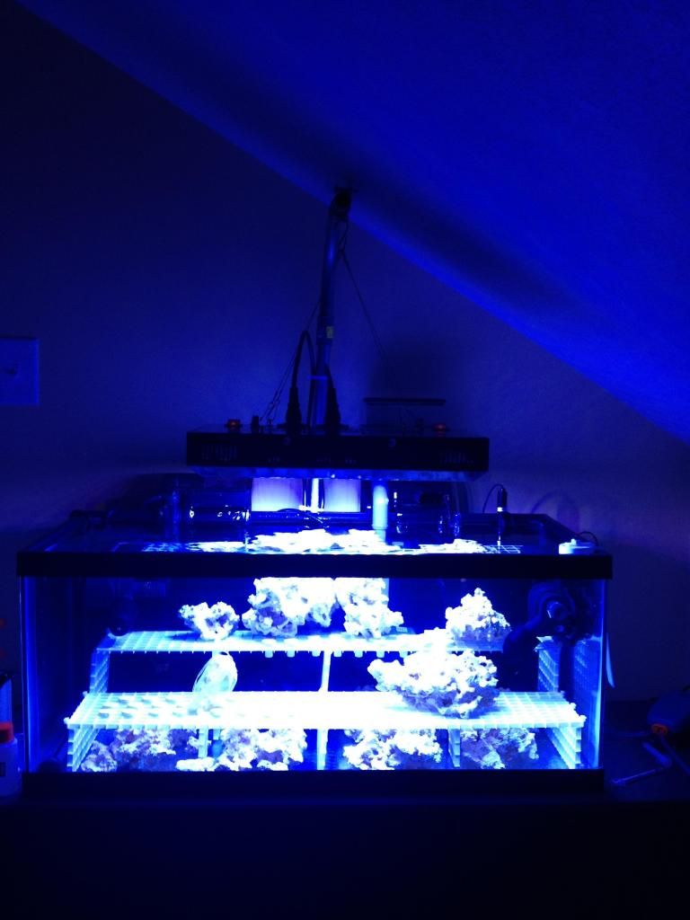 IMG 0136 zps7cbe41b6 - AJM reef LEDs for FW planted tank