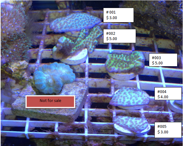frag1 zps0d8717a5 - FS: Lots of Frags Green spongodes and Hollywood stunner