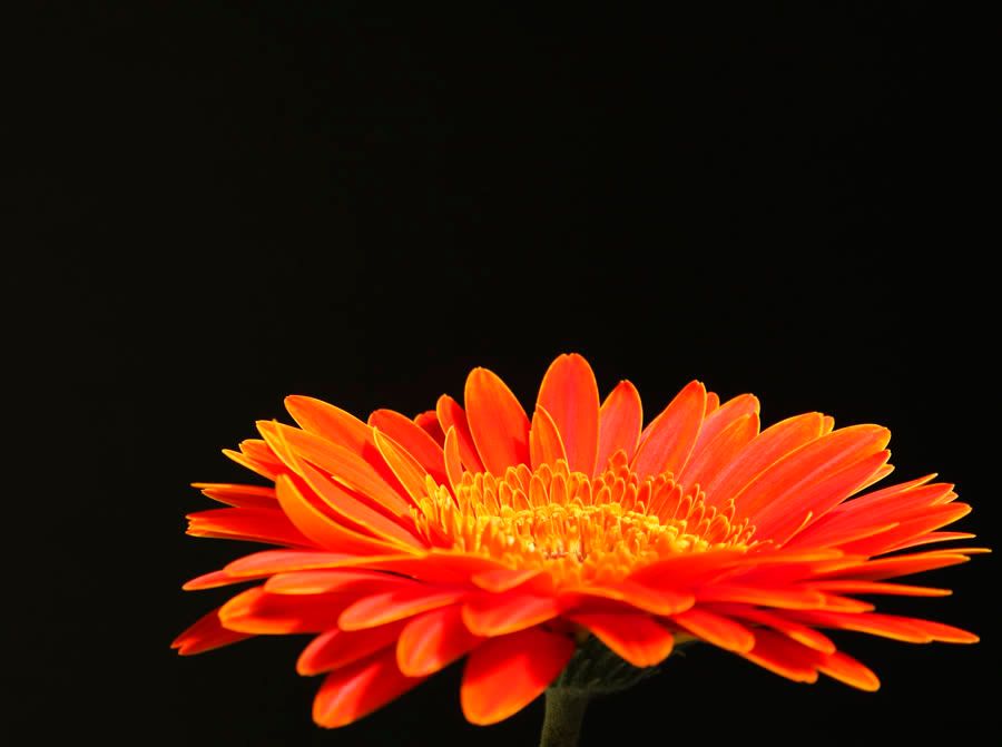 7787472-lg.jpg