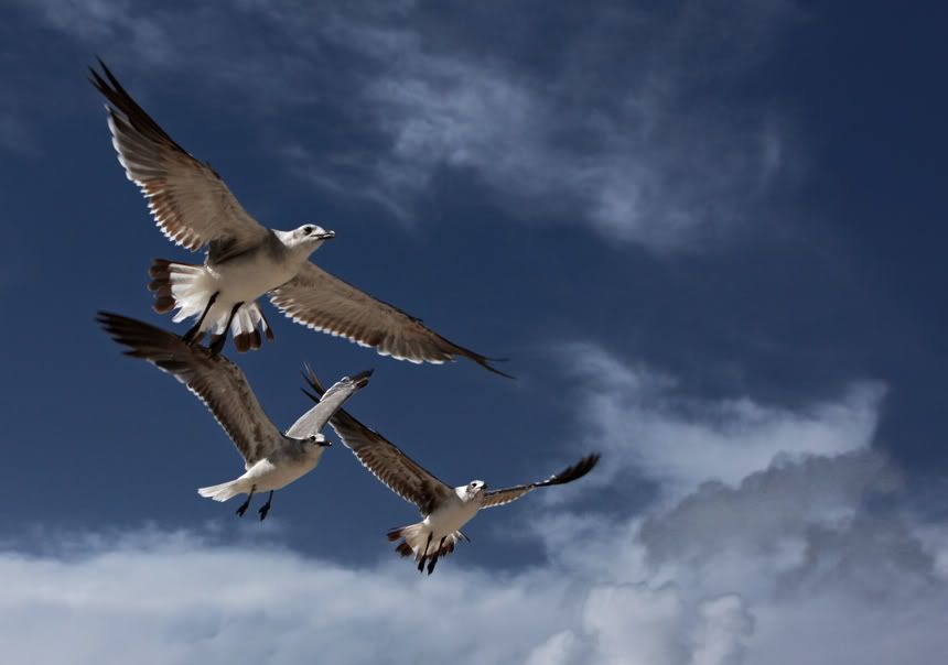 8498540-lg.jpg