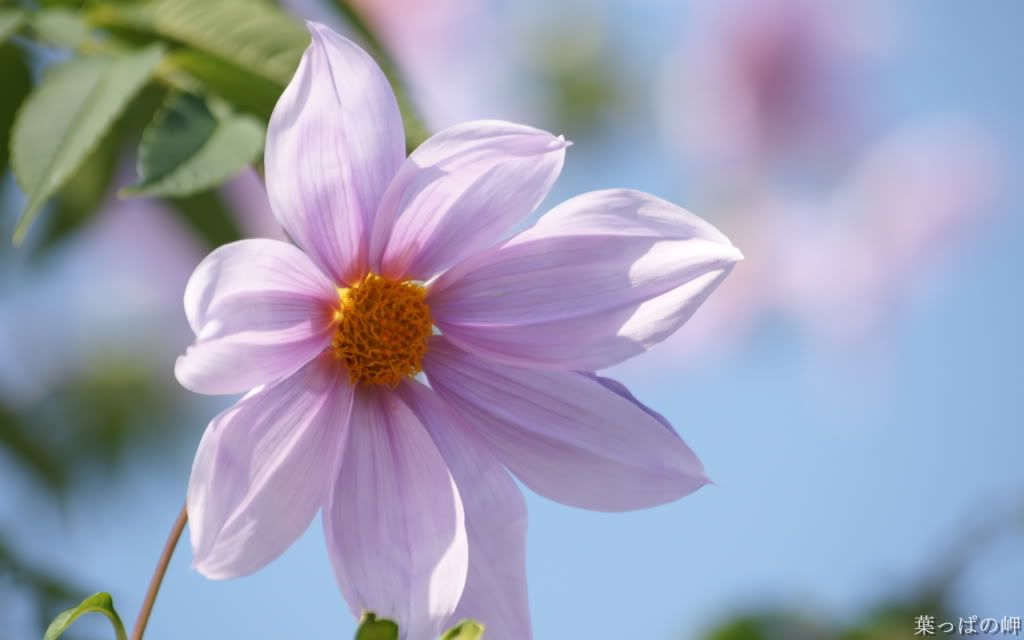 Flower_Market_Flower_show_newflo-1.jpg