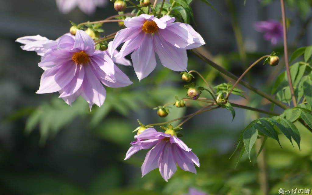 Flower_Market_Flower_show_newflo-3.jpg