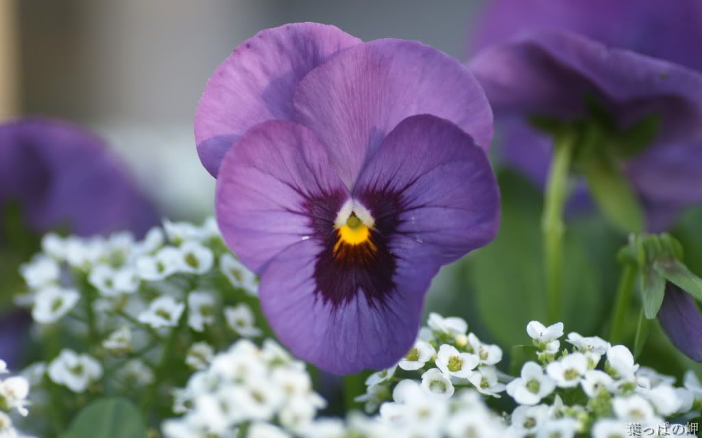 Flower_Market_Flower_show_newflo-6.jpg