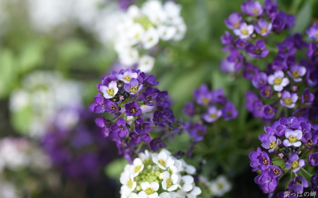 Flower_Market_Flower_show_newflo-7.jpg