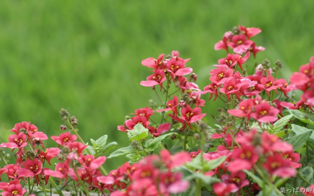 Flower_Market_Flower_show_newflower.jpg