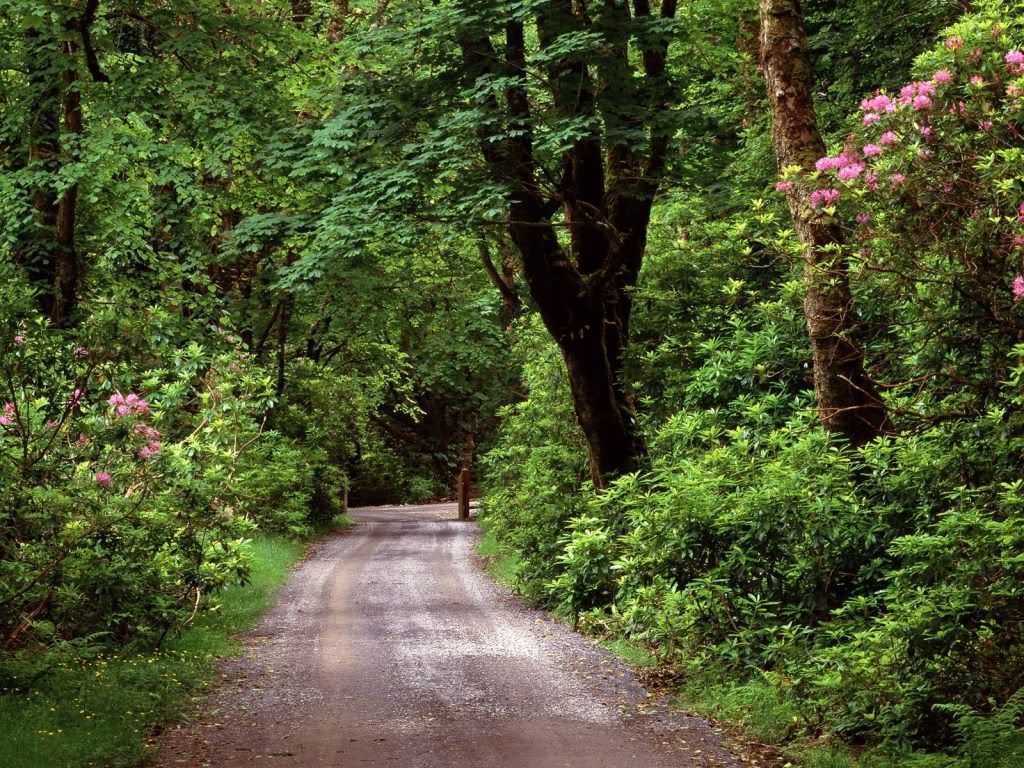 KylemoreWoodRoadCountyGalwayIreland.jpg