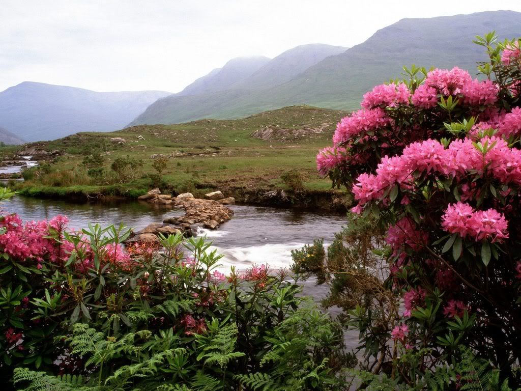RhododendronsBloomAlongtheRiverBund.jpg