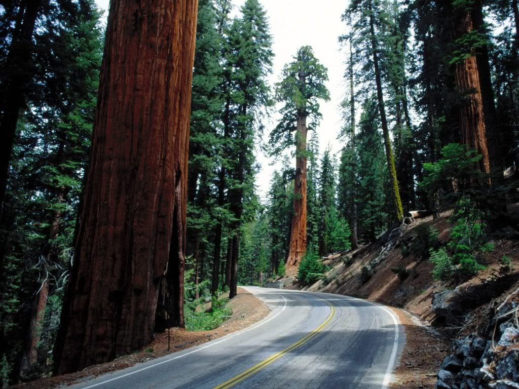 Redwood_Road_Sequoia_National_Park.jpg