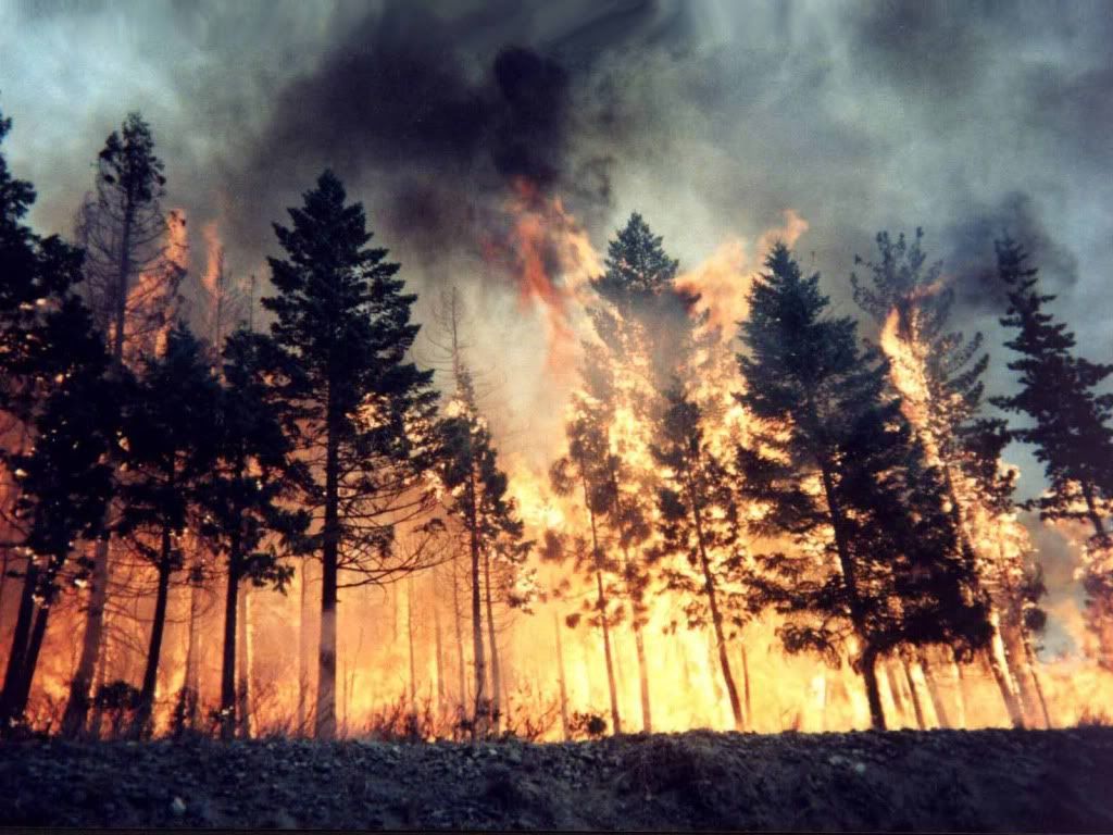Wildfire.jpg