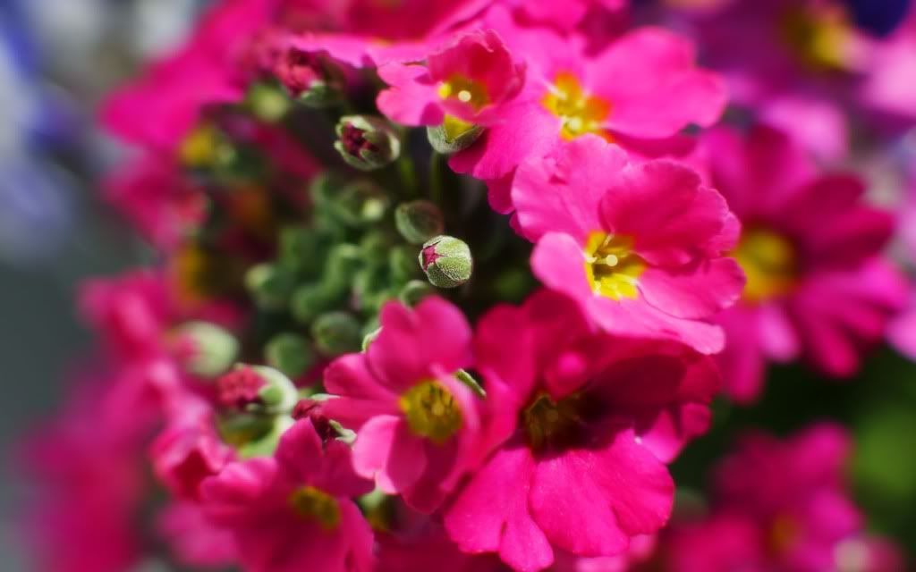 flower_dra_0409.jpg