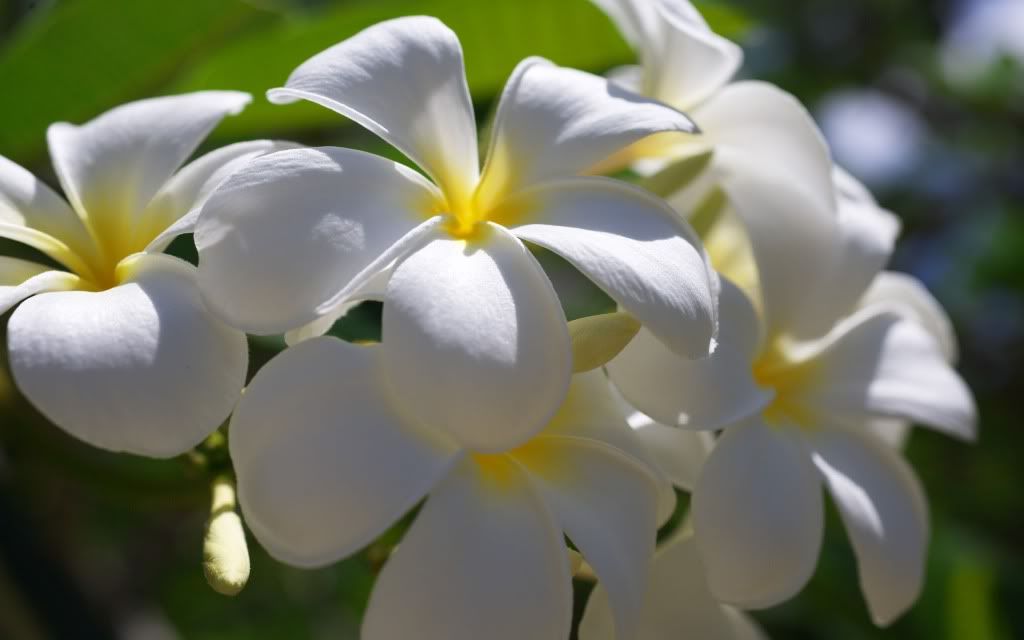 flower_dra_0409118.jpg