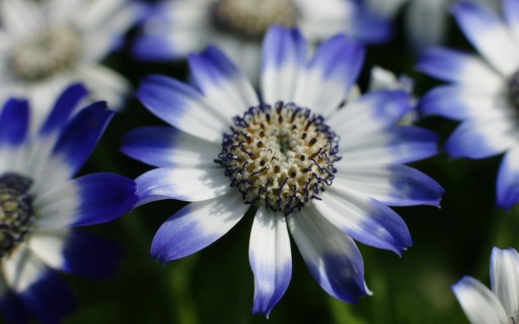 flower_dra_0409119.jpg