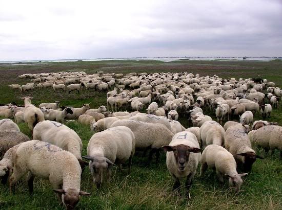 sheep_in_bay_1.jpg