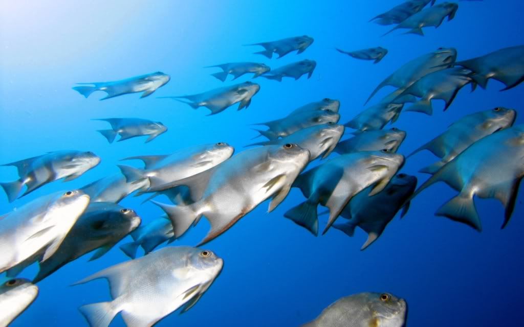 ws_Fish_Tank_1680x1050.jpg
