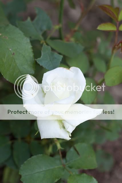 IMG_3144.jpg picture by Twiggy82