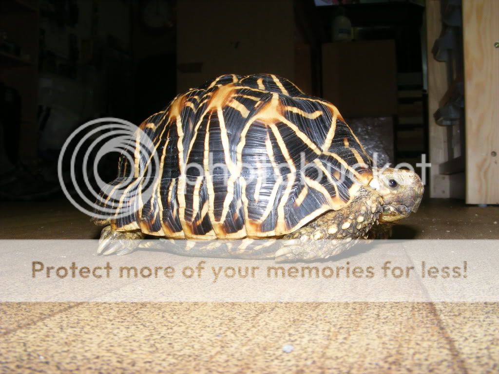 Wales - Believed female Indian Star Tortoise | Reptile Forums