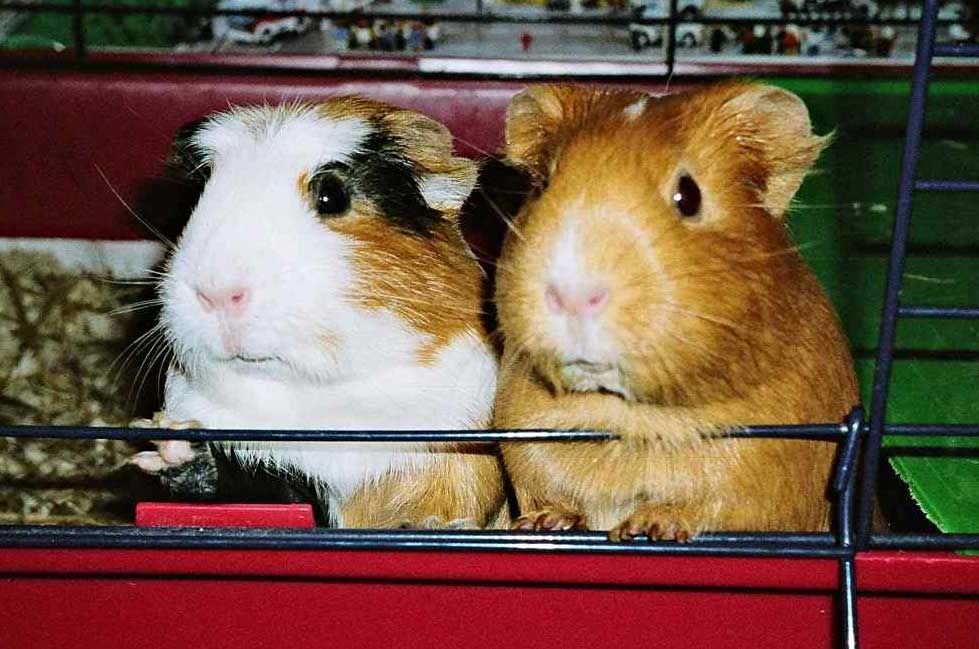pips-and-flo.jpg